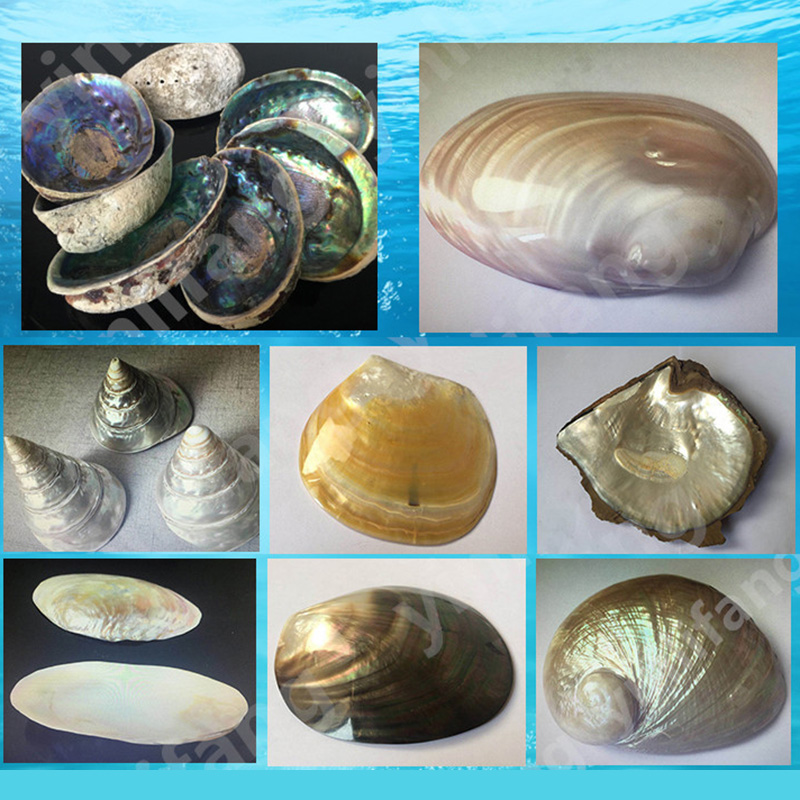 Kertas Lembaran Abalone untuk  - Musical Instrument Jewelry ulasan dan harga